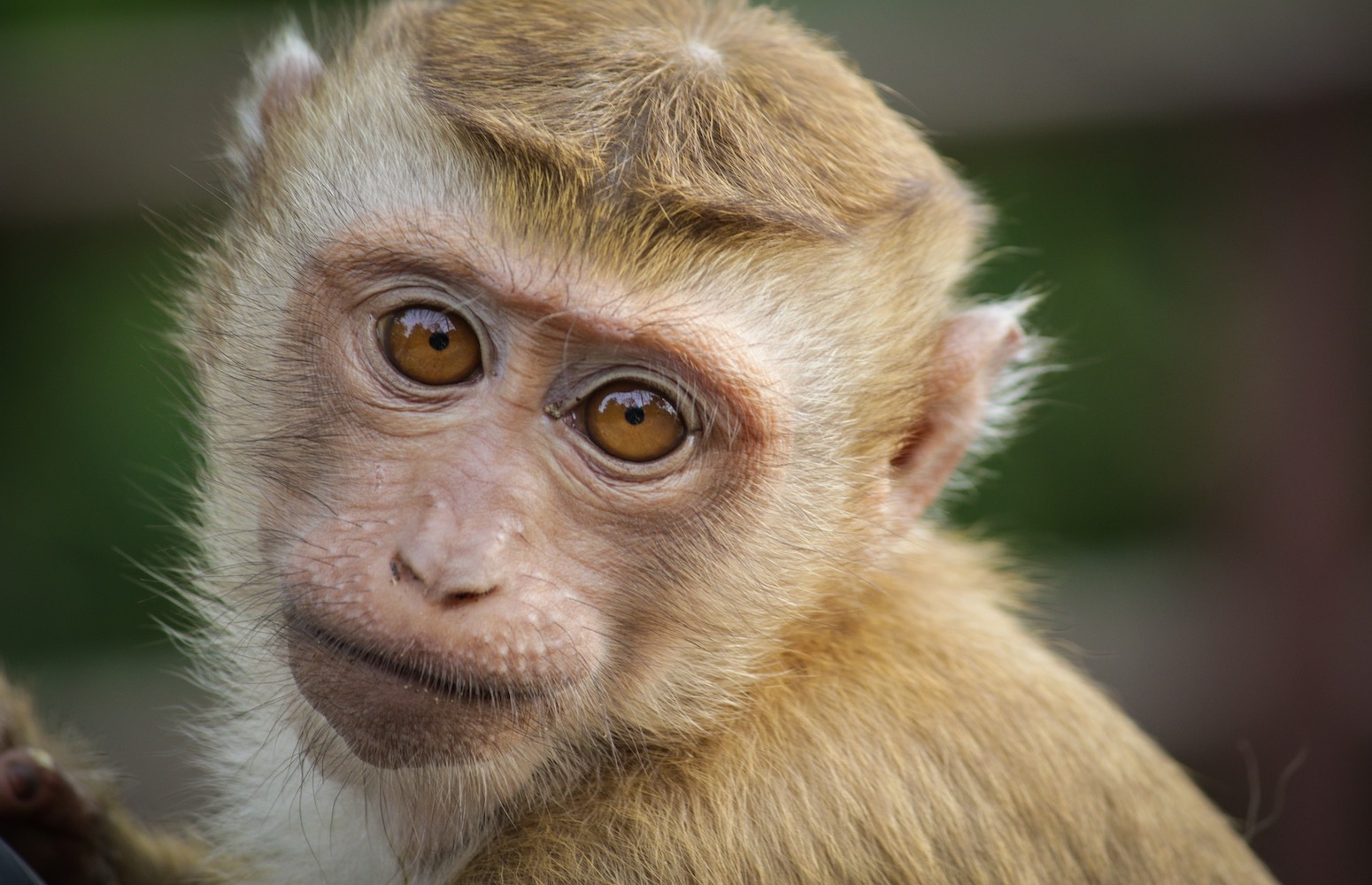 fauna Gambia África 